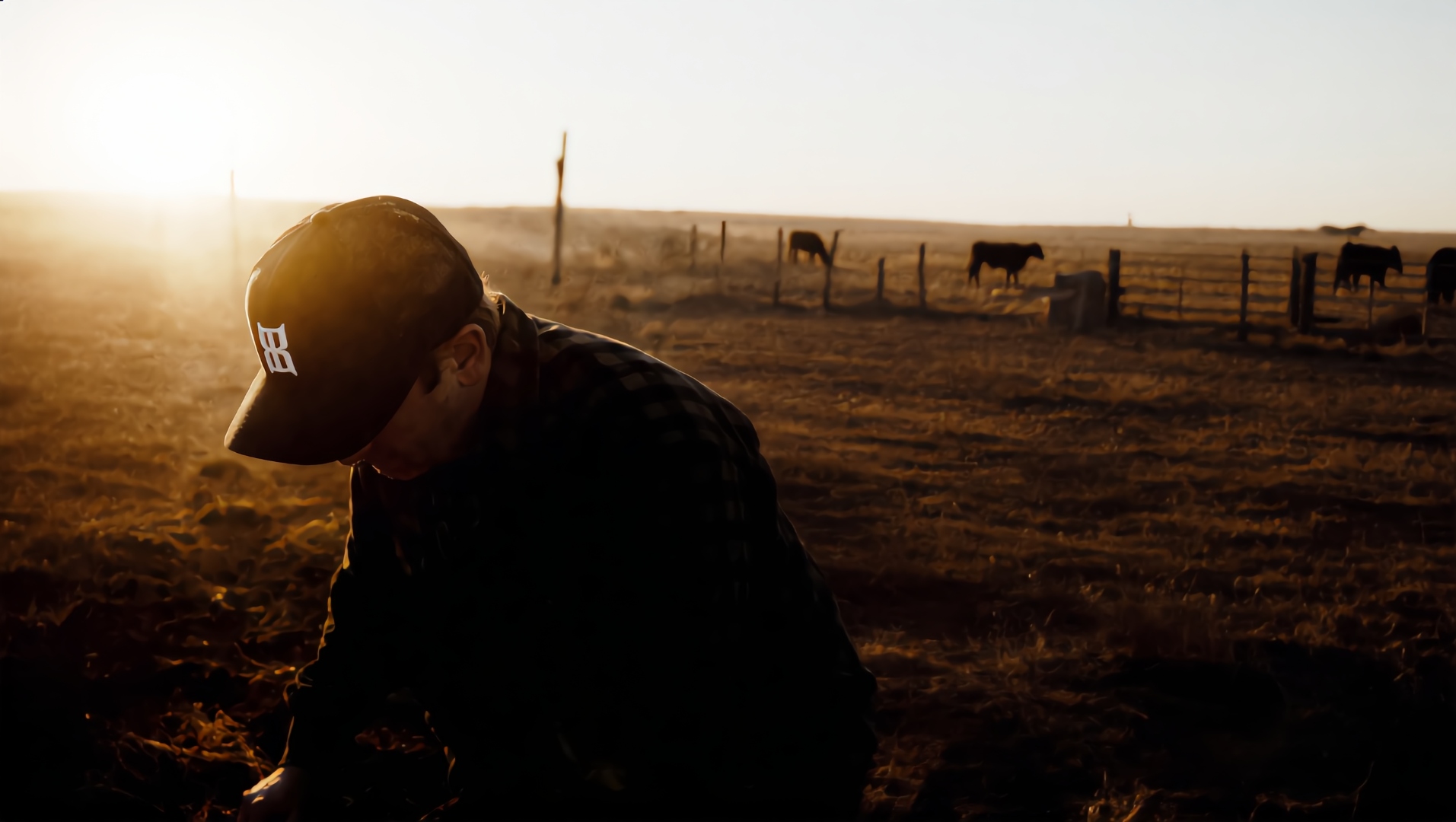 Cowboy wearing BEX Black Steel cap, working cattle at golden hour on open range